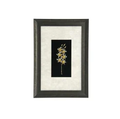 Dendrobium Li Min Eng Orchid Frame