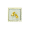 Goldfish Frame IV